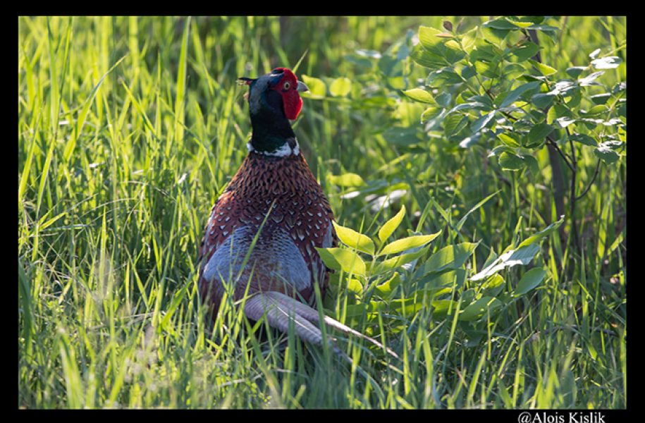 Ornithologische Fotoreise